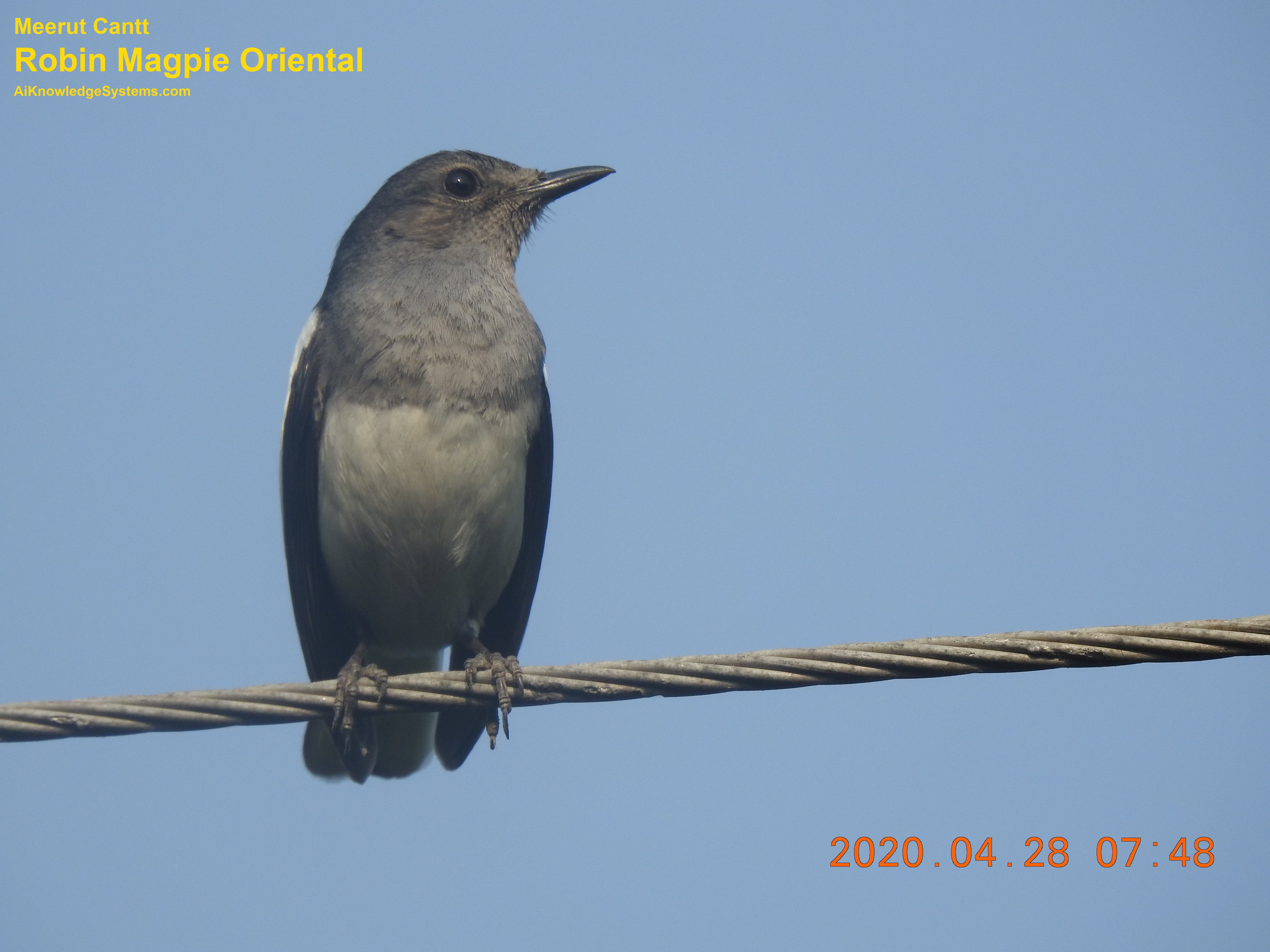 Magpie Robin (76) Coming Soon